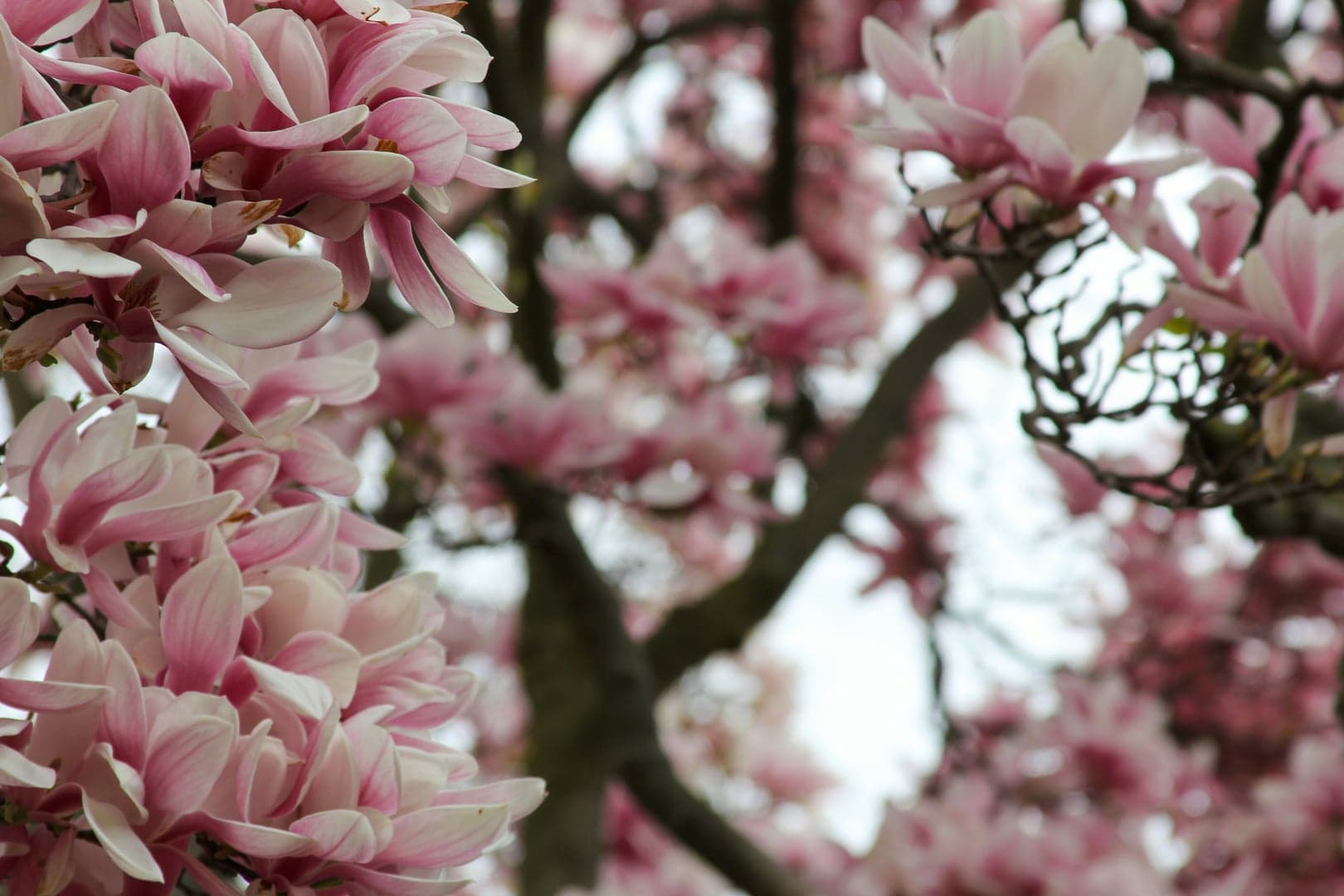 Tulip Season in Holland: Best Places to Experience the Blooms